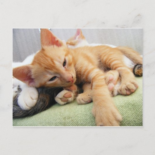 かわいいトラの縞模様の子猫 ポストカード (正面)