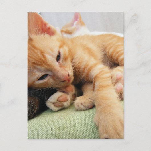 かわいいトラの縞模様の子猫 ポストカード (正面)