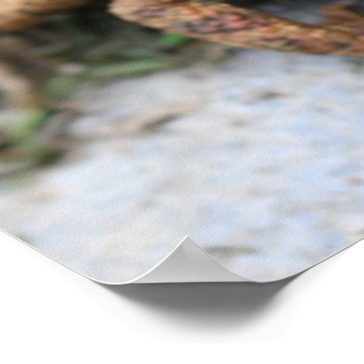 かわいいトード顔クローズアップ ポスター (角)