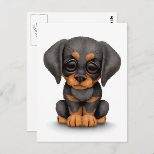 かわいいドーベルマンピンシャーの子犬(白背景) ポストカード (正面/裏面)