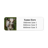 かわいいナイジェリア矮性乳製品ヤギ差出人住所 ラベル (正面)