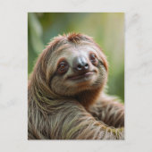 かわいいナマケモノ休憩 シーズンポストカード (正面)