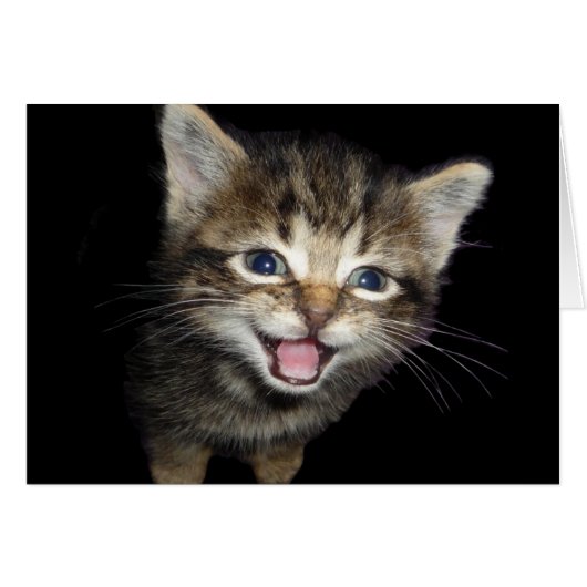 かわいいニャーニャー猫 (正面横)