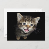 かわいいニャーニャー猫 ポストカード (正面/裏面)