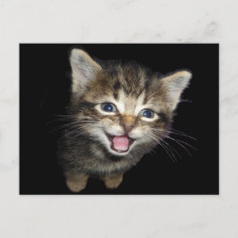 かわいいニャーニャー猫 ポストカード
