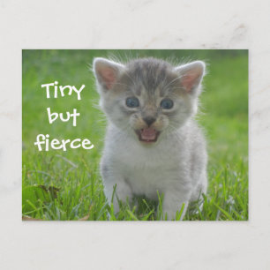 かわいいニャー子猫ちっちゃいが激しい ポストカード