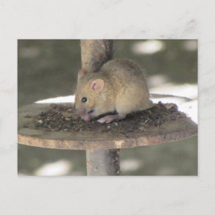 かわいいネズミが食事にこっそり ポストカード