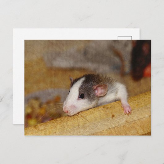 かわいいネズミ ポストカード (正面/裏面)