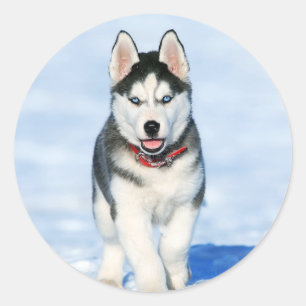 かわいいハスキーな子犬 ラウンドシール
