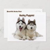 かわいいハスキーの子犬たち ポストカード (正面/裏面)