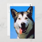 かわいいハスキー犬のカラー写真はがき ポストカード (正面/裏面)