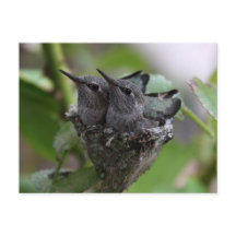 かわいいハチドリの写真