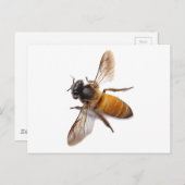 かわいいハチミミツバチのまわりに ポストカード (正面/裏面)