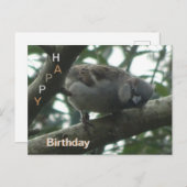 かわいいハトのクローズアップ 誕生日ポストカード ポストカード (正面/裏面)