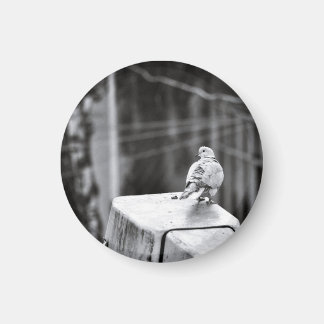 かわいいハト マグネット