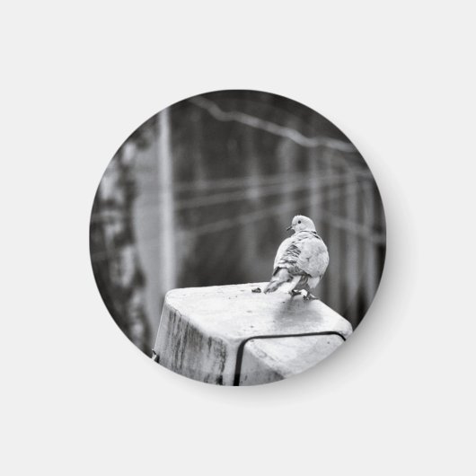 かわいいハト マグネット (正面)