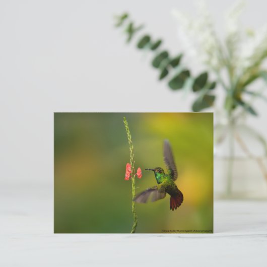 かわいいハミングバードと花、野生生物コスタリカ ポストカード (スタンド正面)