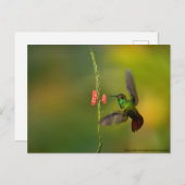 かわいいハミングバードと花、野生生物コスタリカ ポストカード (正面/裏面)