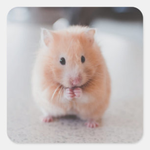 かわいいハムスターが動物を愛 スクエアシール