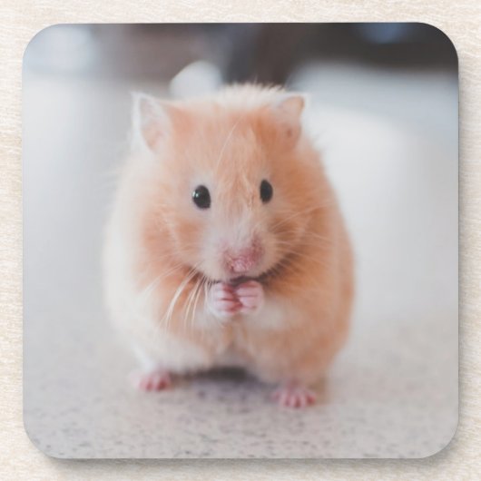 かわいいハムスターは動物を愛す コースター (正面)