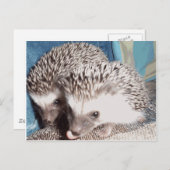かわいいハリネズミ2匹 ポストカード (正面/裏面)