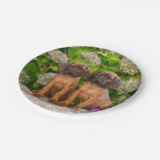 かわいいバイエリアン·マウンテンに花を持つ子犬が飼われる ペーパープレート (アングル)