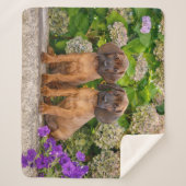 かわいいバイエルンの山犬の子犬と花 シェルパブランケット (正面)