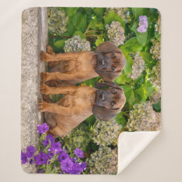 かわいいバイエルンの山犬の子犬と花 シェルパブランケット