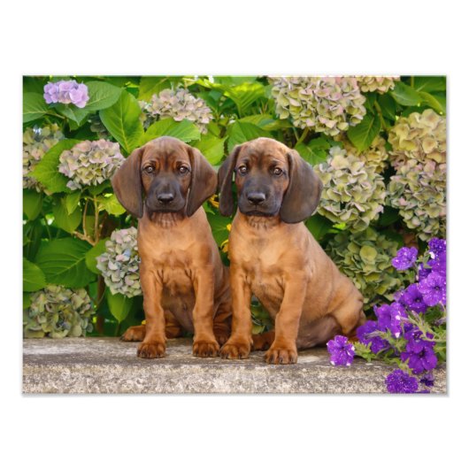 かわいいバイエルンの山犬の子犬と花 フォトプリント            (正面)