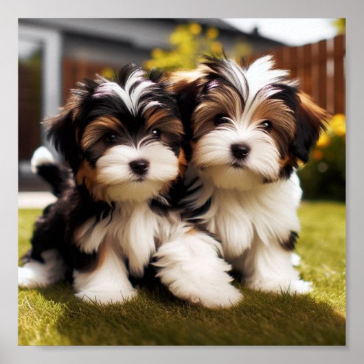 かわいいバイワーテリアの子犬たち ポスター (正面)