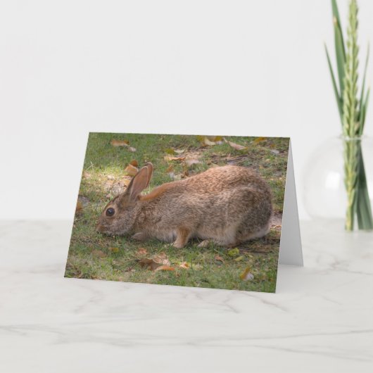 かわいいバニー シーズンカード (正面)