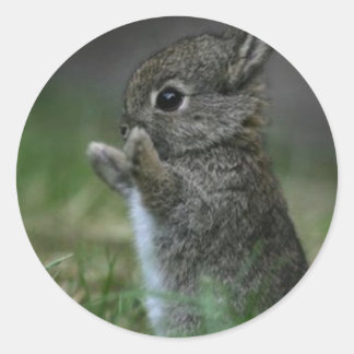 かわいいバニー ラウンドシール