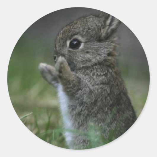 かわいいバニー ラウンドシール (正面)