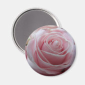 かわいいバラの花 マグネット (正面/裏面)