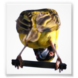 かわいいバーディの写真（サテン） フォトプリント           