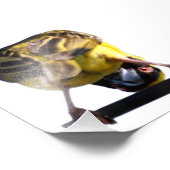 かわいいバーディの写真（サテン） フォトプリント            (角)