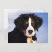 かわいいバーニーズ・マウンテン・ドッグの子犬の写真 ポストカード (正面/裏面)