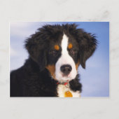 かわいいバーニーズ・マウンテン・ドッグの子犬の写真 ポストカード (正面)