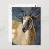 かわいいパイグミーヤギの水のカラーアートワーク ポストカード (正面/裏面)