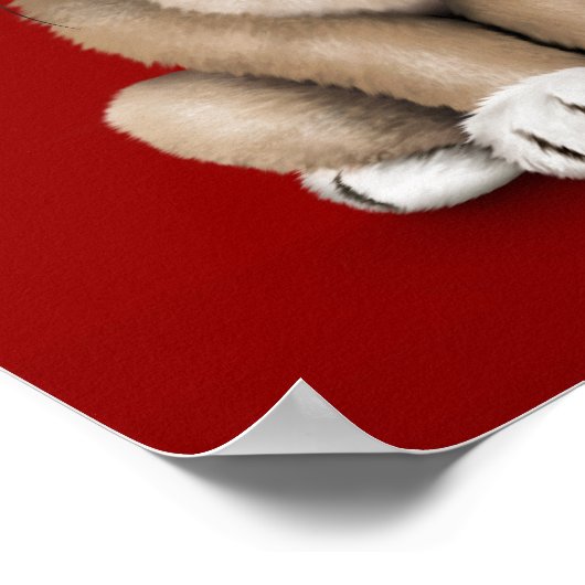 かわいいパグの子犬の眼鏡を読着て、赤 ポスター (角)