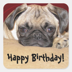 かわいいパグの子犬の誕生日の願い スクエアシール