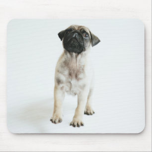 かわいいパグの子犬 マウスパッド