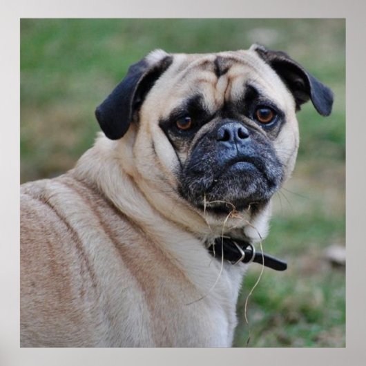 かわいいパグポスター ポスター (正面)