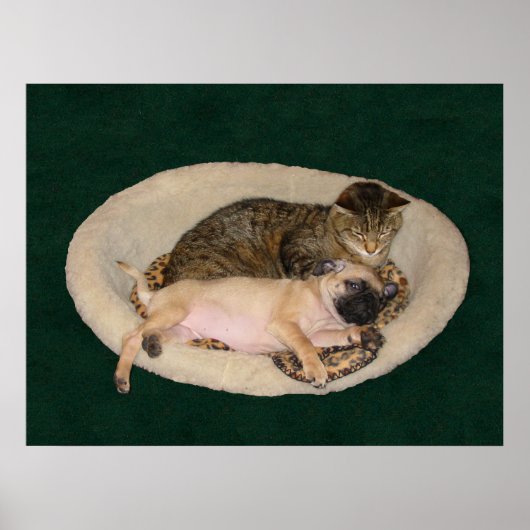 かわいいパグ&キャットポスター ポスター (正面)