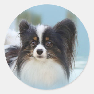 かわいいパピヨンスパニエル犬ドッグアットザ波止場 ラウンドシール