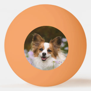 かわいいパピロンスパニエル犬ヘッドフォト愛犬家 卓球ボール