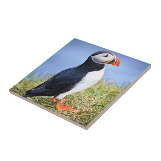 かわいいパフィン タイル (側面)