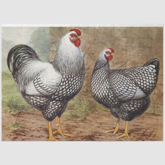 かわいいビンテージのニワトリとめんどりのパーティ 薄葉紙 (正面)