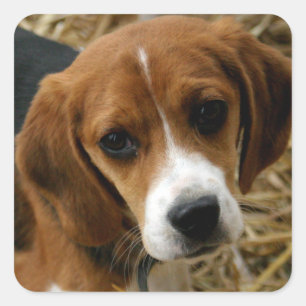 かわいいビーグル犬の挨拶のステッカー スクエアシール