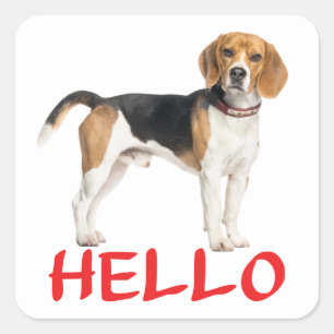 かわいいビーグル犬好き こんにちは 恋しい 友情 スクエアシール